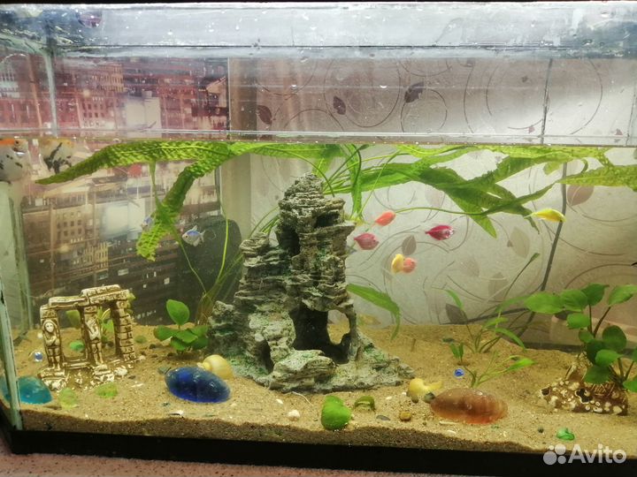 Аквариум