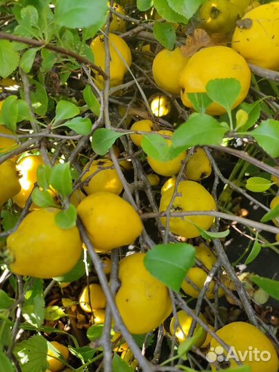 Айва японская плоды