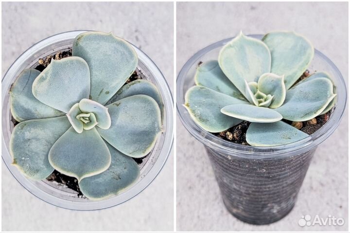 Суккуленты