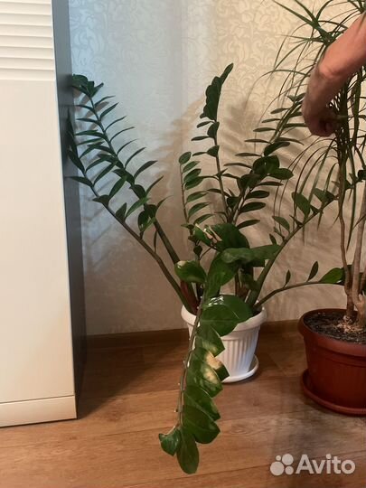 Замиокулькас