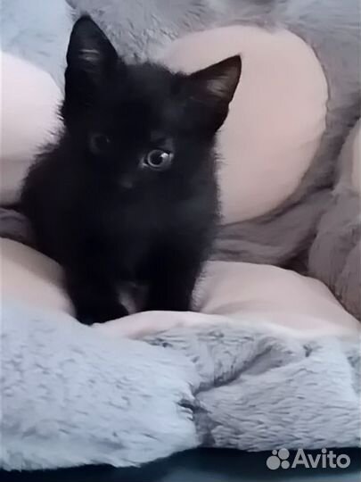 Очаровательные котята