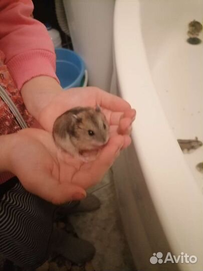 Джунгарский хомяк