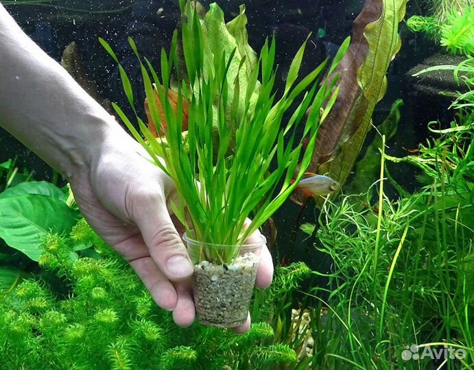 Мох стринг и печеночный, ввалиснерия,пистия