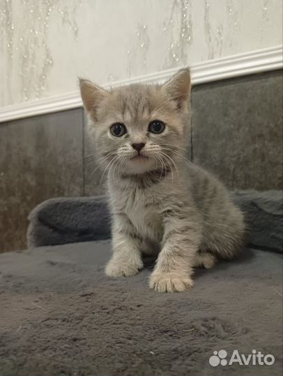 Британская