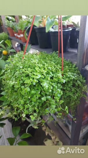 Солейролия(Гелксина)