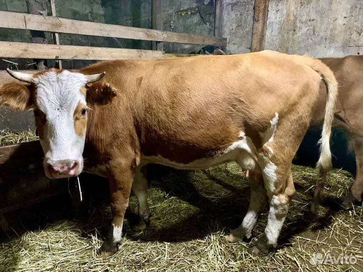 Коровы дойные