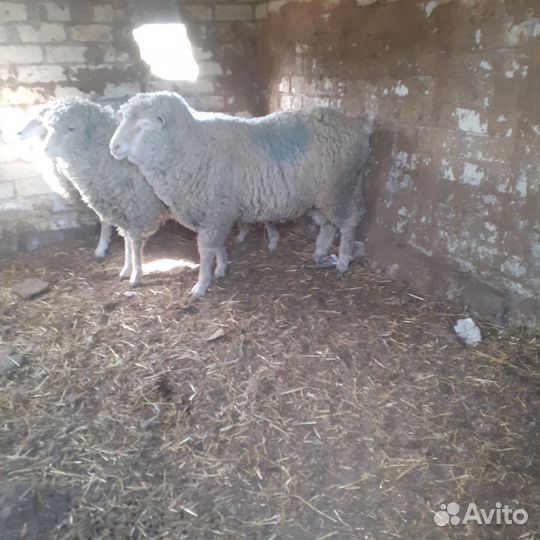 Бараны на сообщение не отвечаю