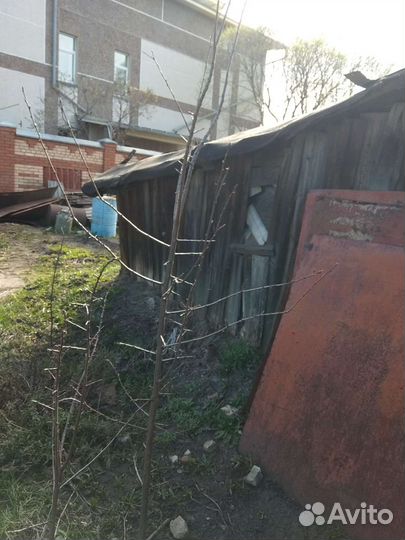 Саженцы плодовых деревьев