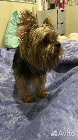 Йоркширский терьер