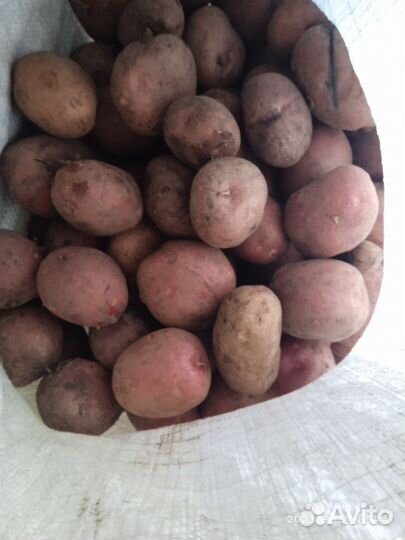 Семенной картофель