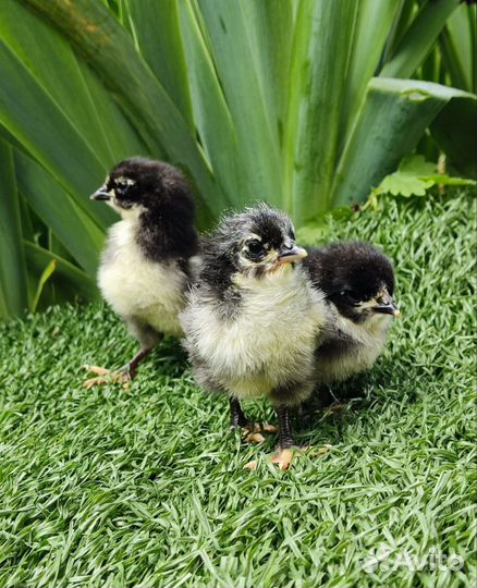 Джерсийский гигант