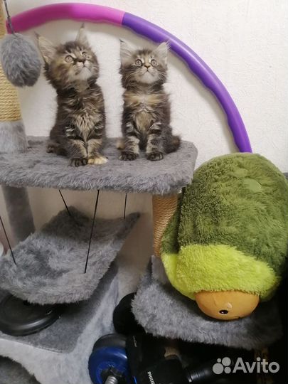 Котята мейнкунята