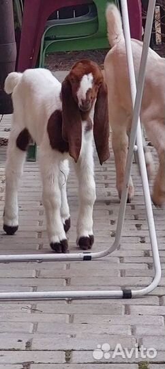 Продам шикарных козлят камори/шами