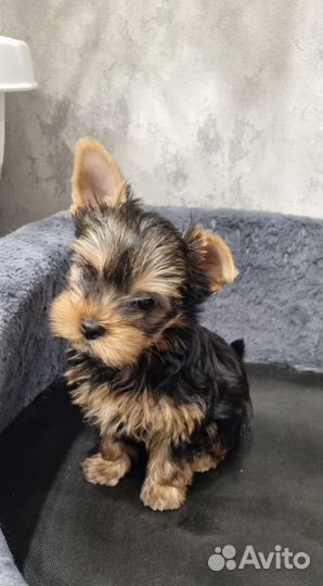 Йоркширский терьер