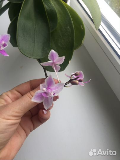 Орхидея фаленопсис мини