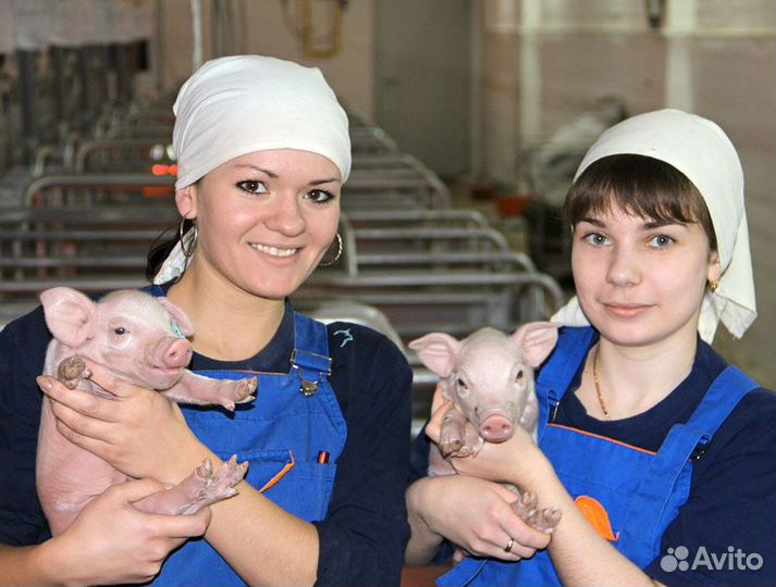 Животновод/Вахта на жвк с 2х раз питанием