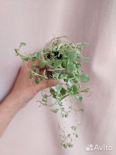 Комнатные растения