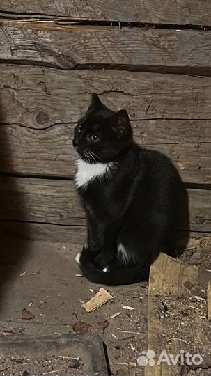Котенок мальчик бесплатно