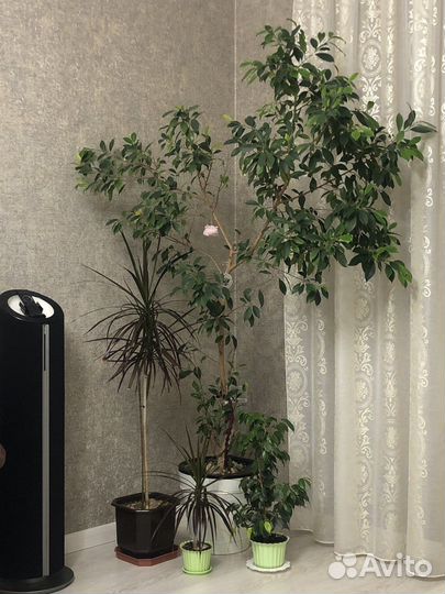 Фикус бенджамина