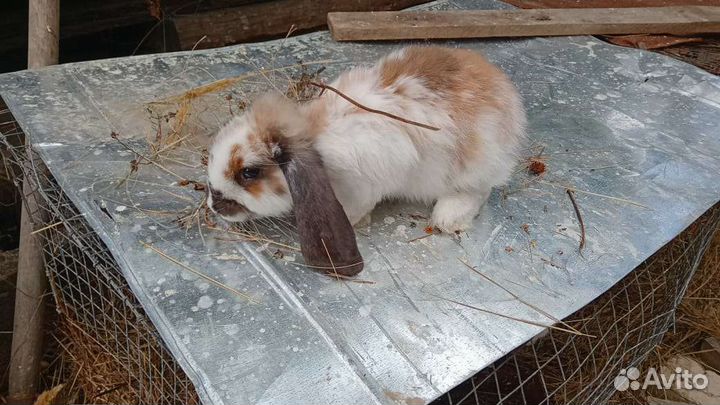 Кролик самец Баран