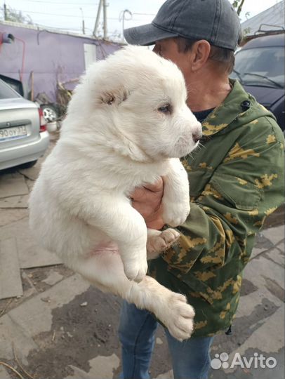 Щенки сао алабай