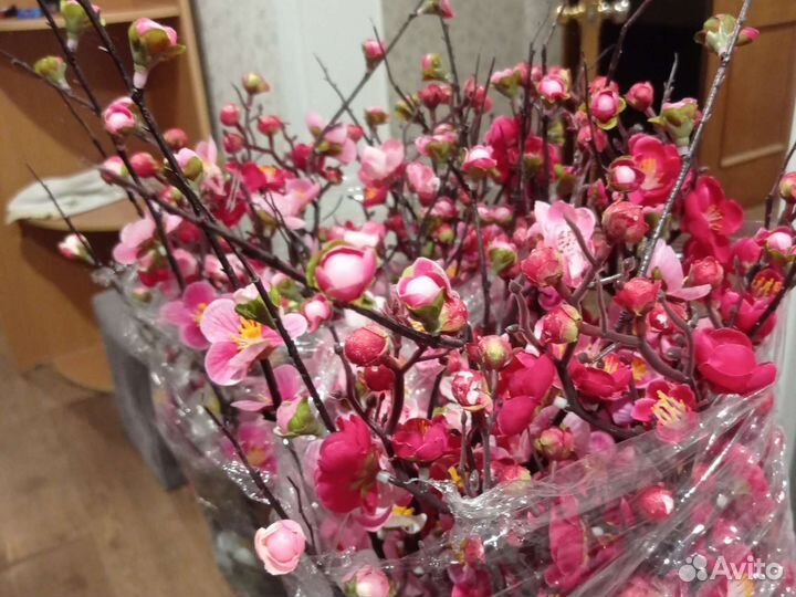 Сакура цветы