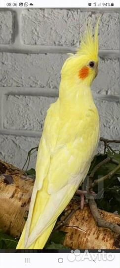 Волнистый попугай,корелла,неразлучники