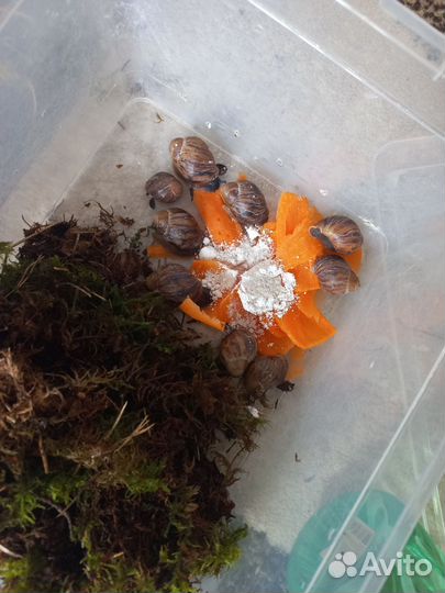 Улитки архахатины