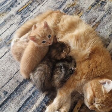 Картезианский котёнок