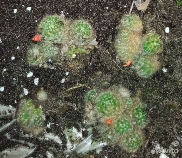 Кактусы и суккуленты