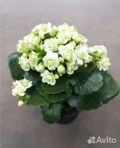 Комнатные цветы каланхоэ