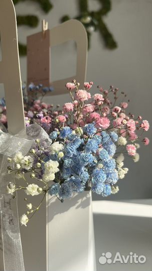 Гипсофила радужная