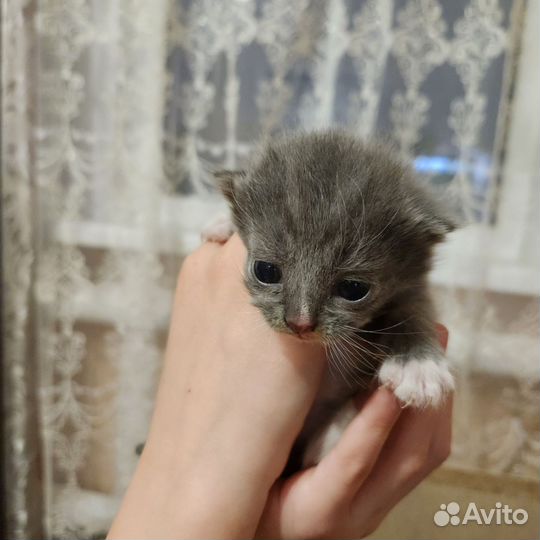 Кошки в добрые руки