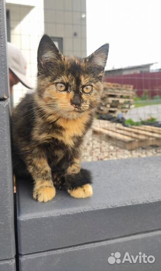Кошка в добрые руки
