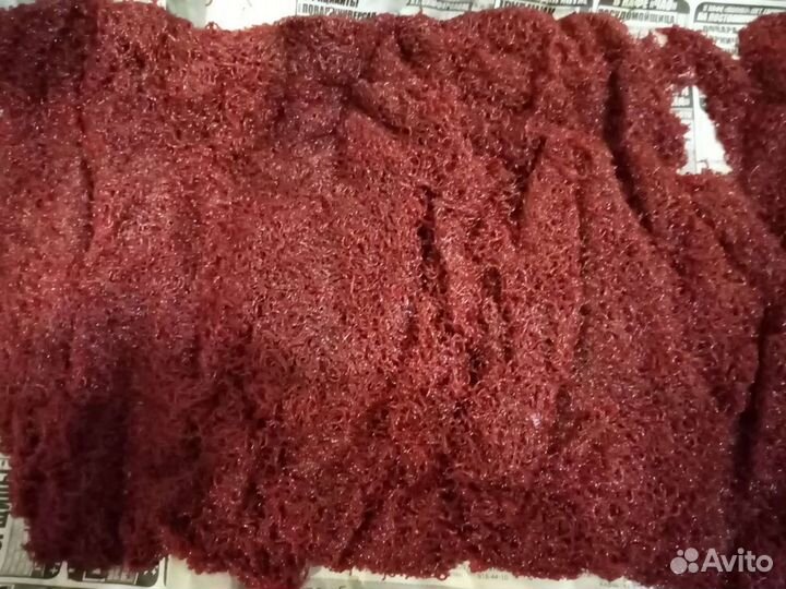 Мотыль среднего размера живой