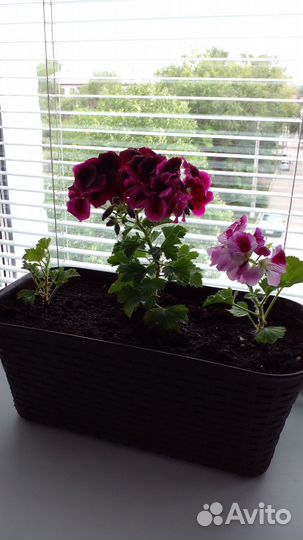 Королевская пеларгония герань