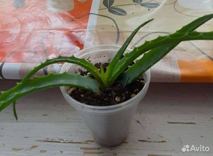 Алоэ столетник