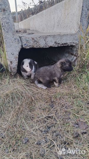 Отдам бесплатно щенки