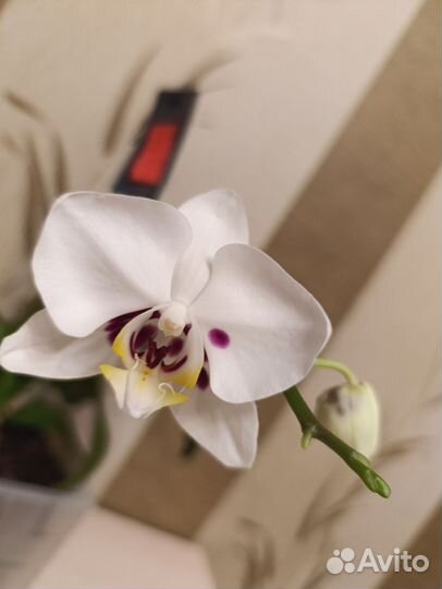 Орхидея фаленопсис