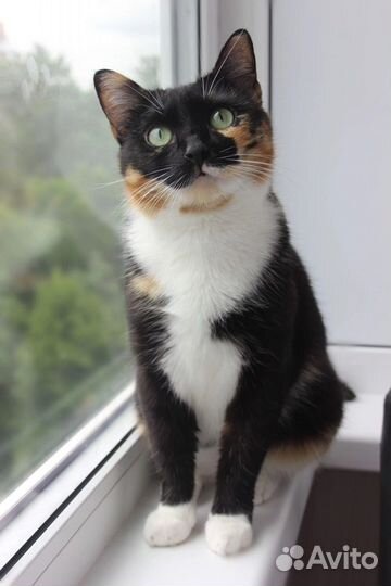 Мика - трёхцветное счастье в дом