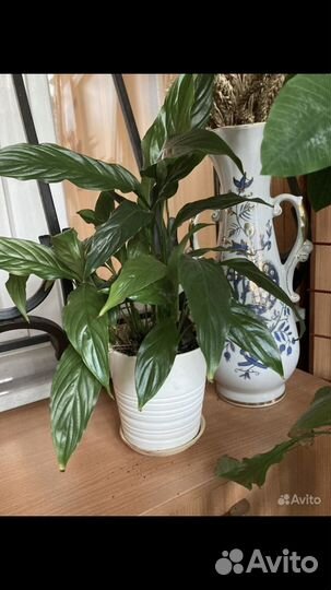 Спатифиллум