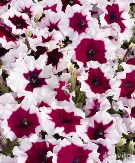 Петуния из профессионал. семян, черенки тайдала
