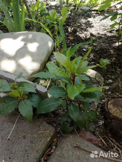 Лавровый лист букеты