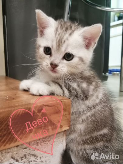 Шатланские котята