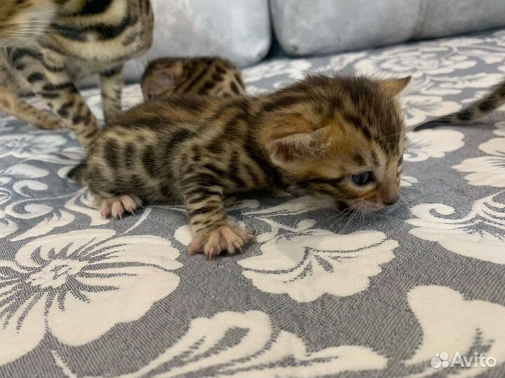 Бенгальские котята