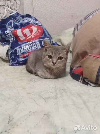 Котенок девочка отдам в добрые руки
