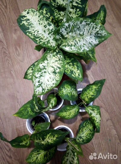 Комнатные цветы диффенбахия