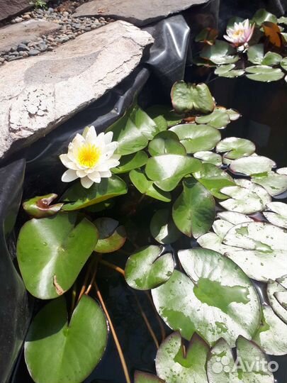 Нимфеи для пруда