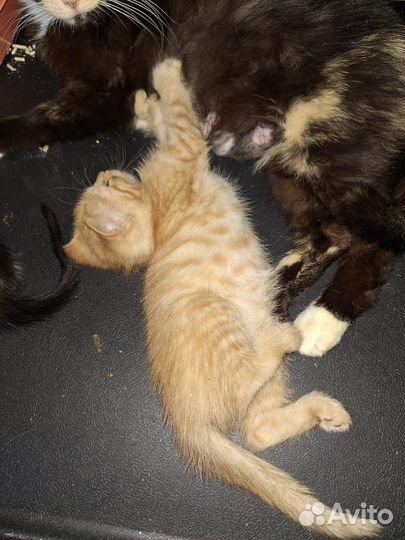 Рыжий котёнок
