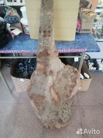 Слэбы из дерева бук